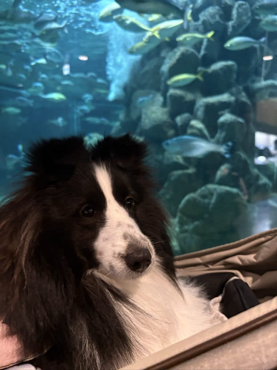 カートに乗せれば入れる水族館も