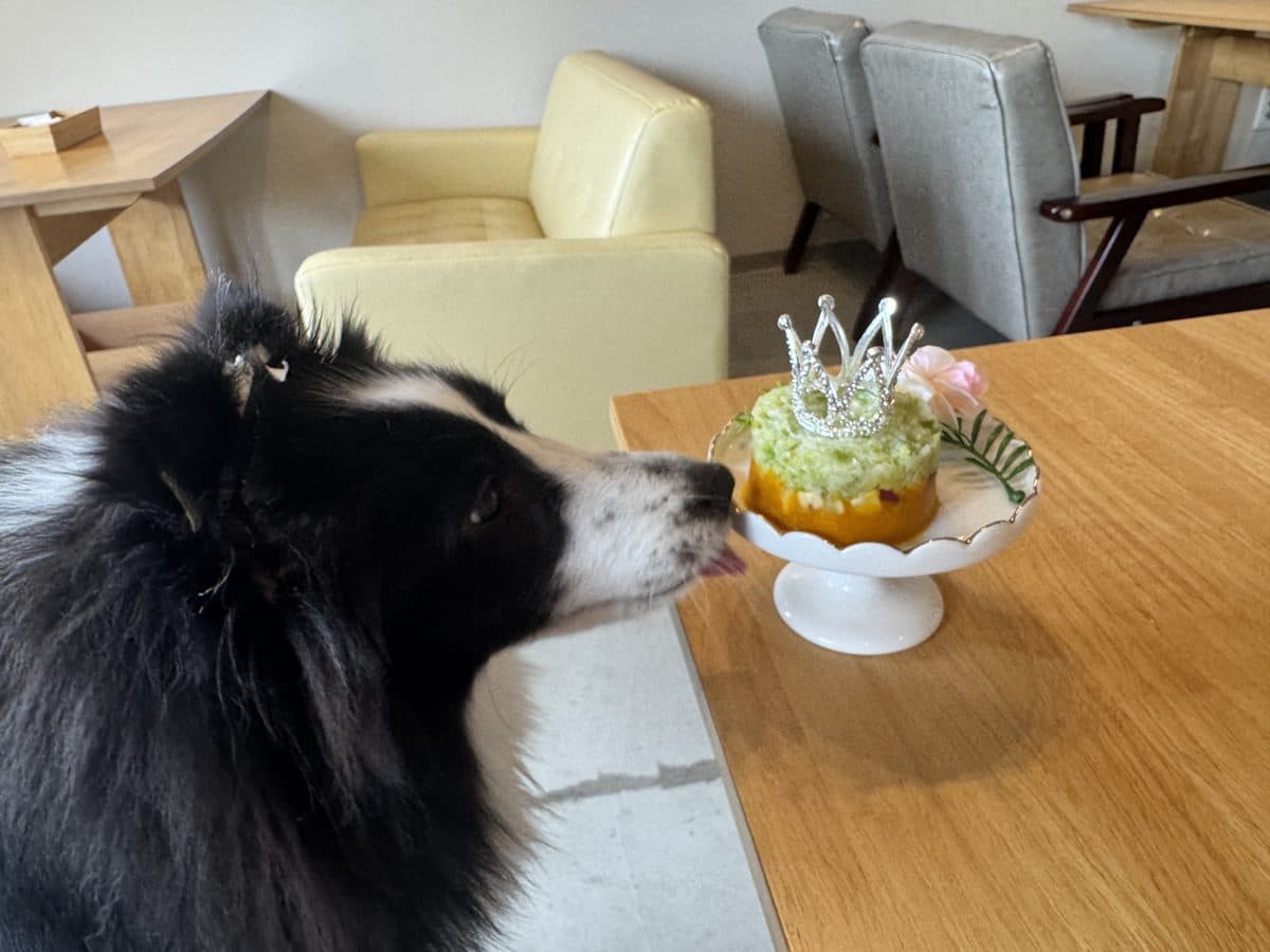 ドッグカフェで犬用ケーキ