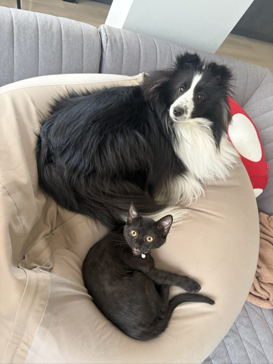 うちのシェルティと猫