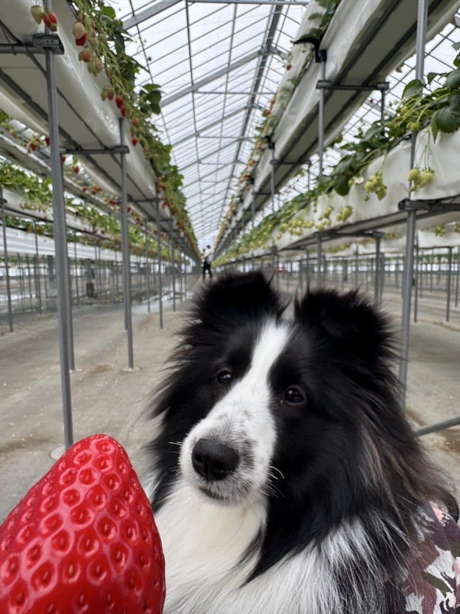 犬と一緒に入れるいちご狩り園もある